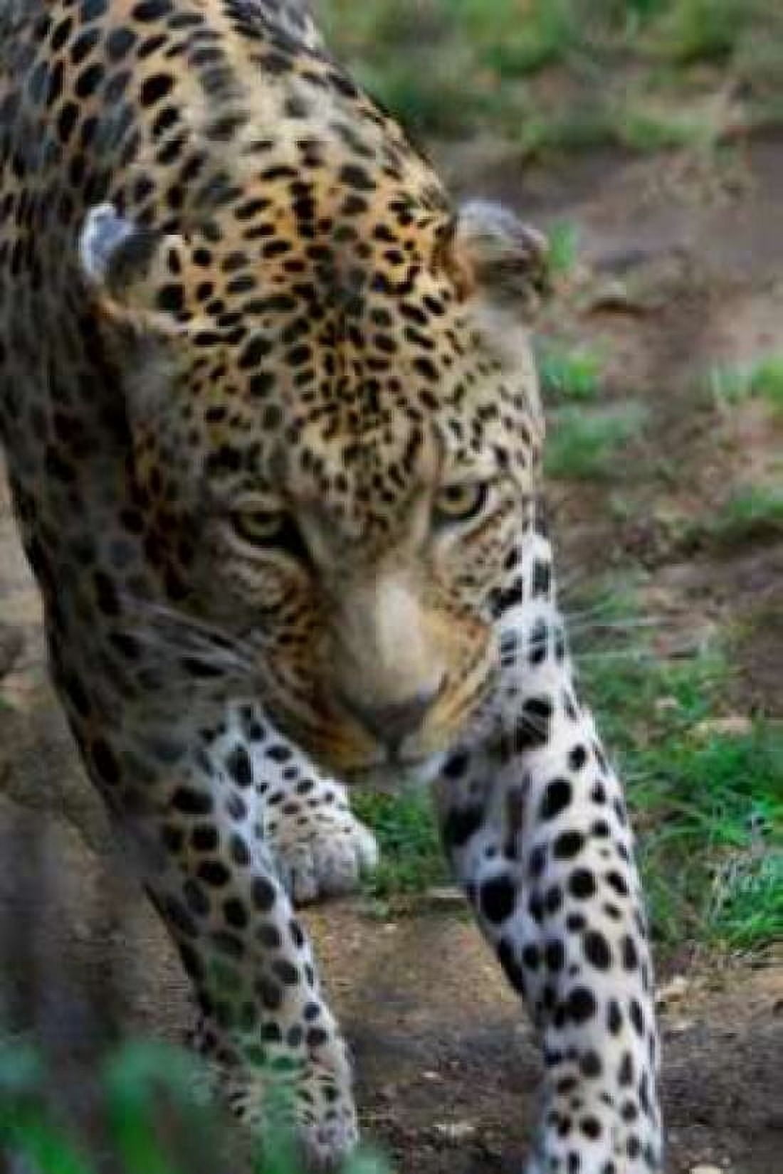 Leopard I Canvas Art - Dana Underdahl (20 x 28)