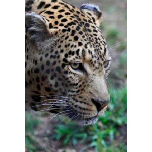Leopard II Poster Print by Dana Underdahl (10 x 14)