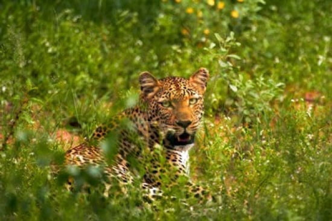 Leopard Kruger National Park South Africa Canvas Art - David Wall DanitaDelimont (24 x 15)