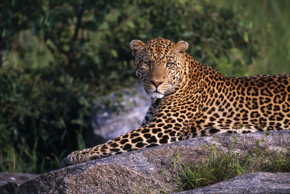 Leopard Laying On Kopje Serengeti National Park Canvas Art - Natural Selection David Ponton Design Pics (18 x 12)