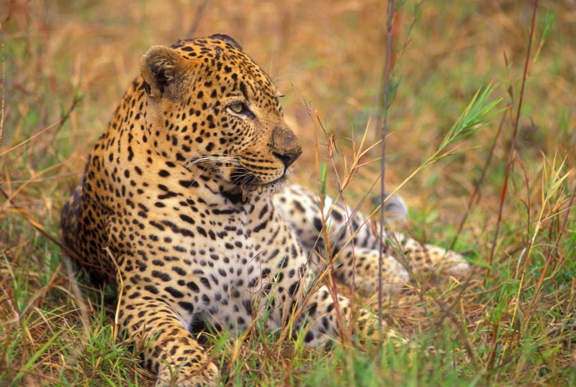 Leopard Lying In Grass Canvas Art - John Pitcher Design Pics (34 x 22)