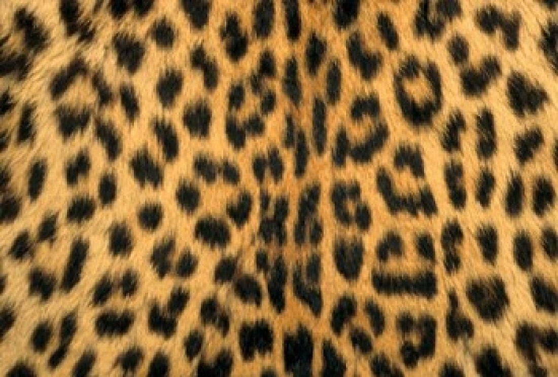 Leopard Masai Mara Reserve Kenya Canvas Art - Kevin Schafer DanitaDelimont (24 x 15)