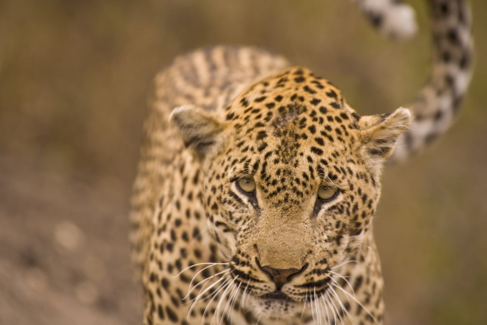 Leopard (Panthera Pardus) Arathusa Safari Lodge Sabi Sand Reserve Mpumalanga South Africa Africa Canvas Art - Stuart Westmorland Design Pics (18 x 12)