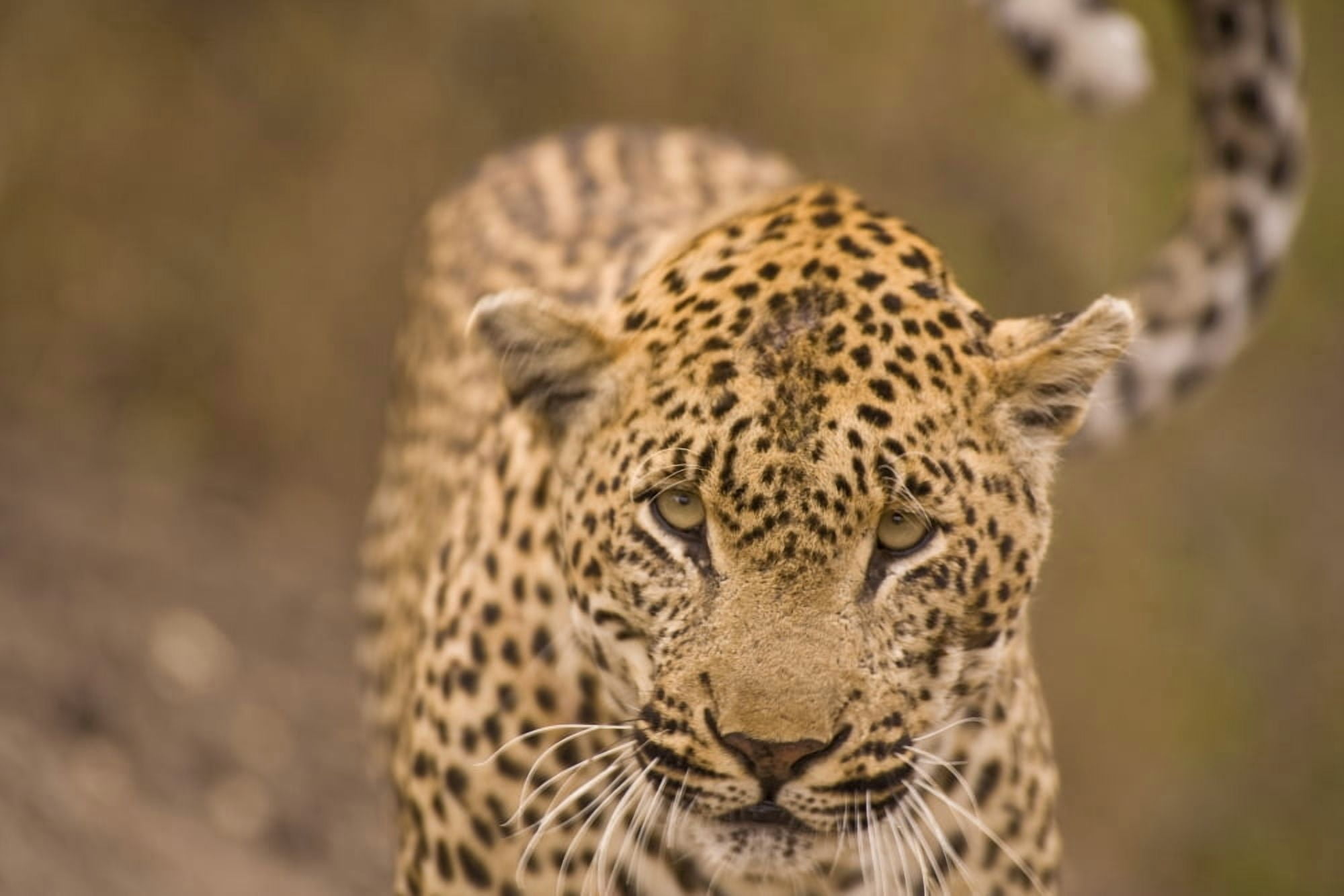 Leopard (Panthera Pardus) Arathusa Safari Lodge Sabi Sand Reserve Mpumalanga South Africa Africa Canvas Art - Stuart Westmorland Design Pics (36 x 24)