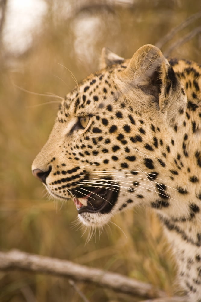 Leopard (Panthera Pardus) Arathusa Safari Lodge Sabi Sand Reserve Mpumalanga South Africa Canvas Art - Stuart Westmorland Design Pics (12 x 18)