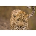 thumbnail image 1 of Leopard Panthera Pardus Arathusa Safari Lodge Sabi Sand Reserve Mpumalanga South Africa Print, 18 x 12, 1 of 1