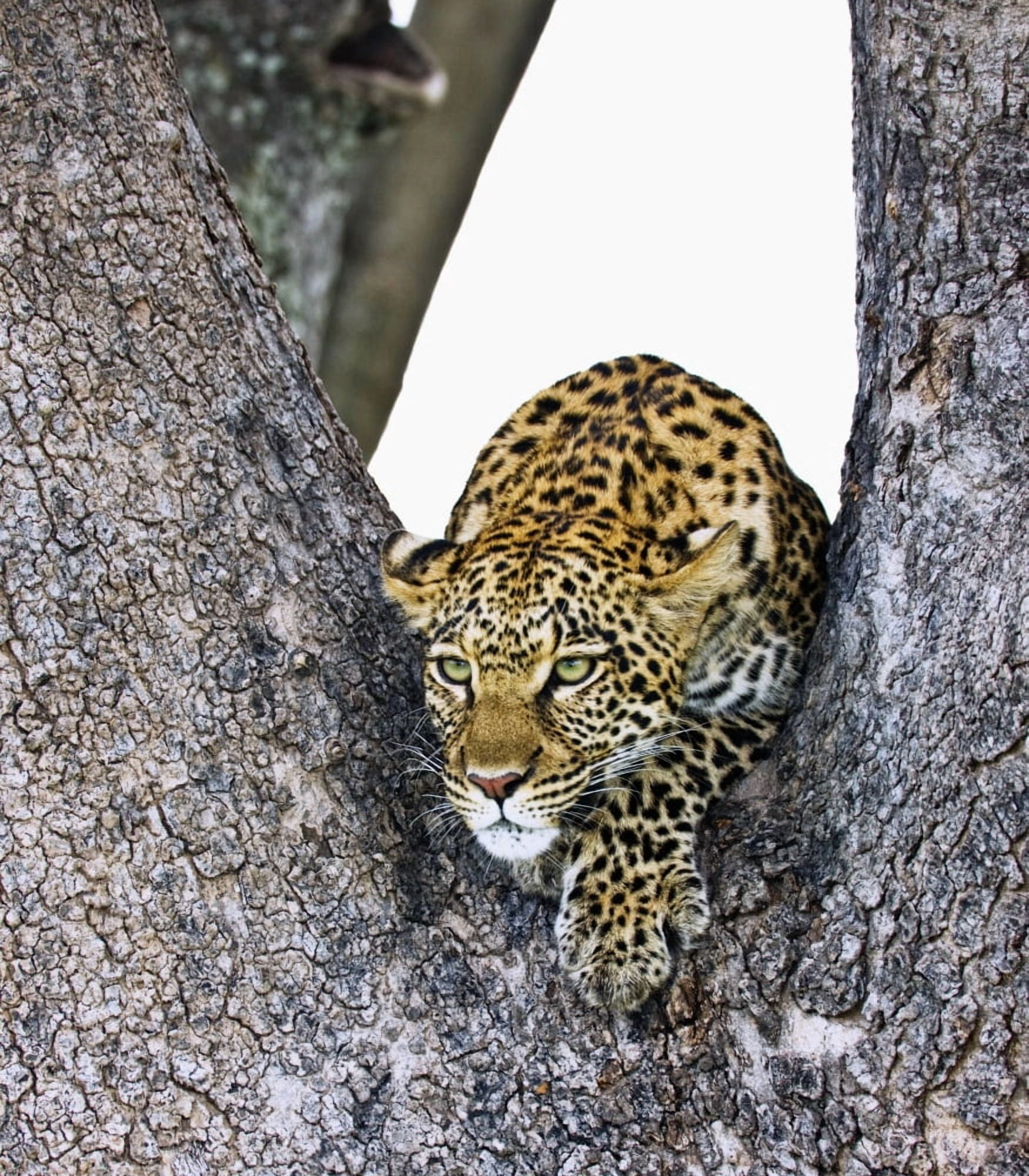 Leopard (Panthera Pardus) Canvas Art - Carson Ganci Design Pics (14 x 16)