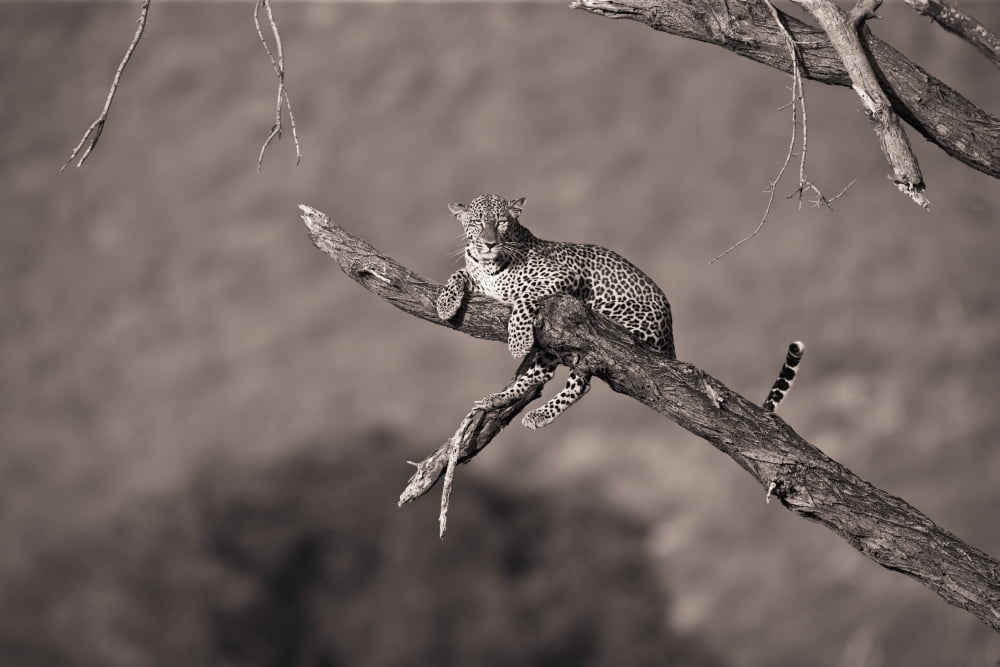 Leopard (Panthera Pardus) In A Tree Samburu Kenya Canvas Art - David DuChemin Design Pics (19 x 12)