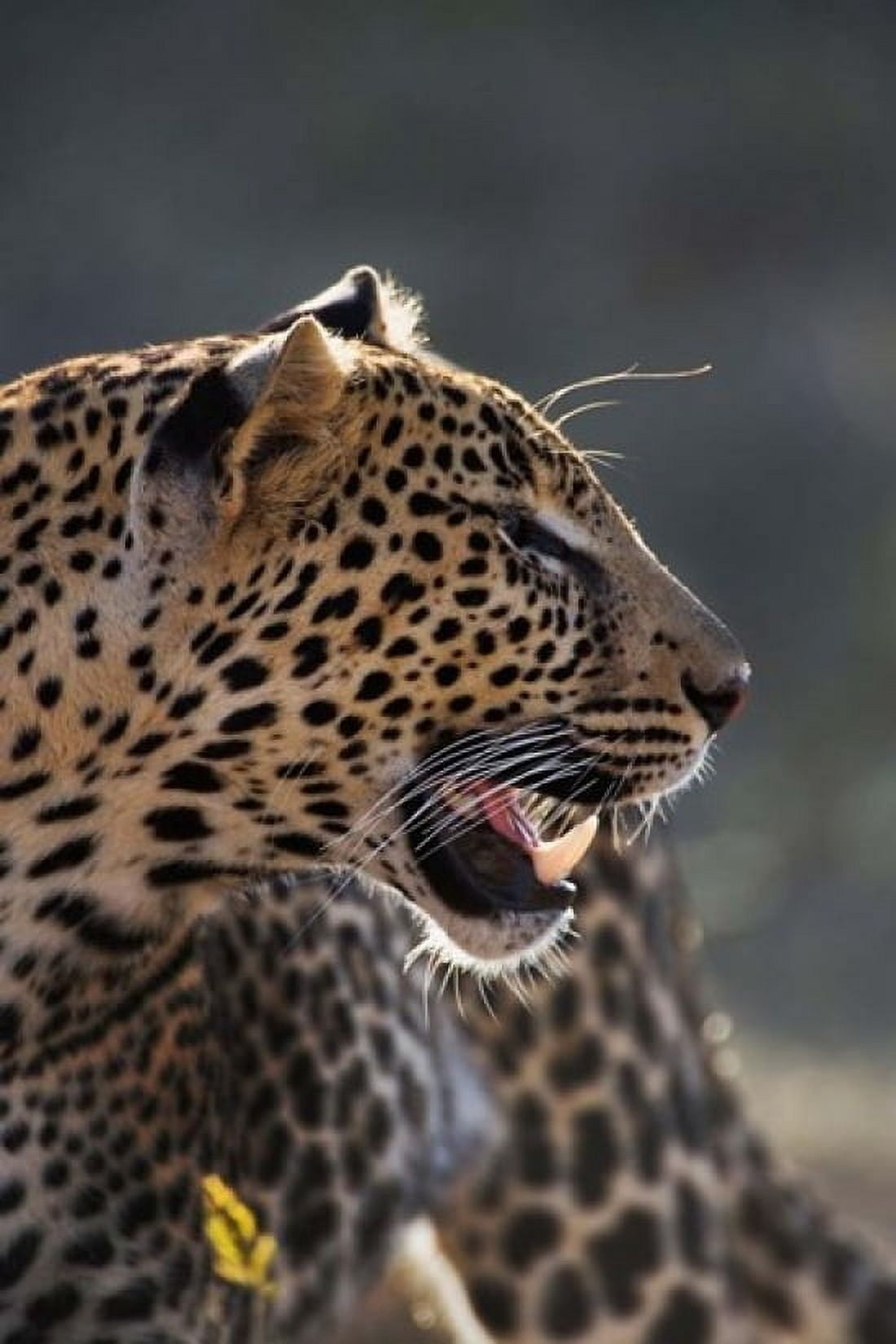 Leopard Panthera pardus Samburu Game Reserve Kenya Canvas Art - Adam Jones DanitaDelimont (12 x 17)