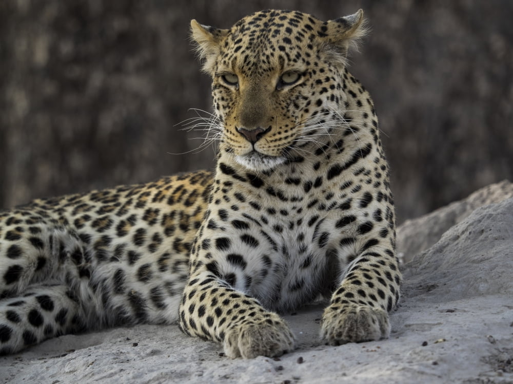 Leopard (Panthera pardus) on termite mound Linyanti Concession Ngamiland Botswana Canvas Art - Panoramic Images (12 x 16)