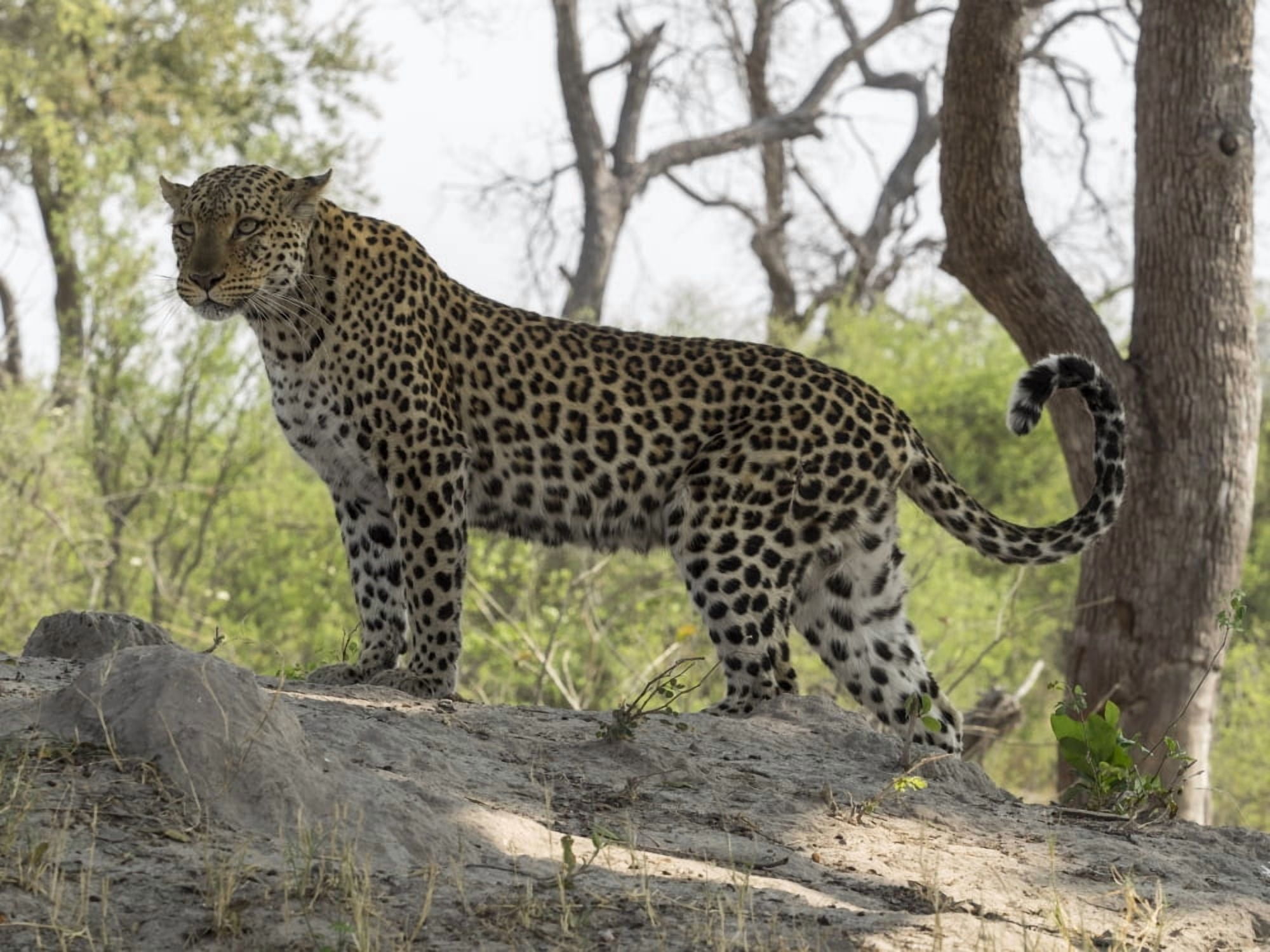 Leopard (Panthera pardus) on termite mound Linyanti Concession Ngamiland Botswana Canvas Art - Panoramic Images (12 x 16)