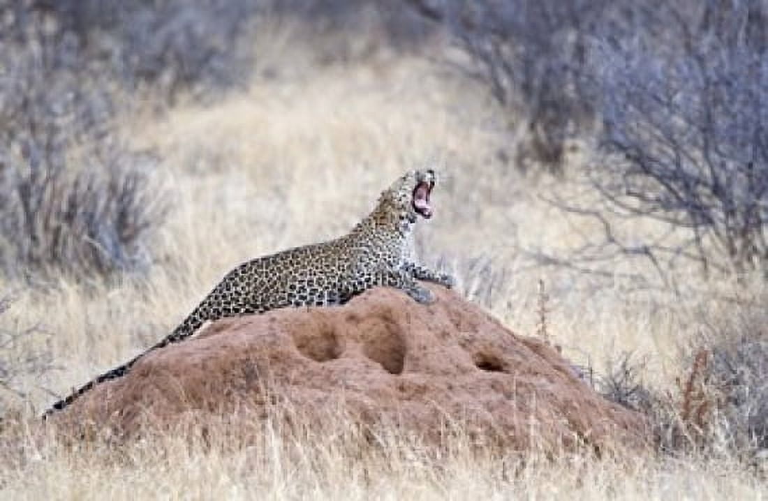 Leopard (Panthera pardus) yawning on a termite mound Kenya Canvas Art - Panoramic Images (36 x 24)