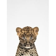 Leopard Photographic Print by Tai Prints, 18" x 24", Sold by Art.com