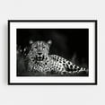 thumbnail image 1 of Leopard - Photography Wildlife Animal Black and White Nature Jungle Black Framed Wall Art Print 12 x 18 inches, 1 of 4