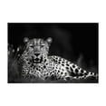 thumbnail image 1 of Leopard - Photography Wildlife Animal Black and White Nature Jungle Unframed Wall Art Print 24 x 36 inches, 1 of 7