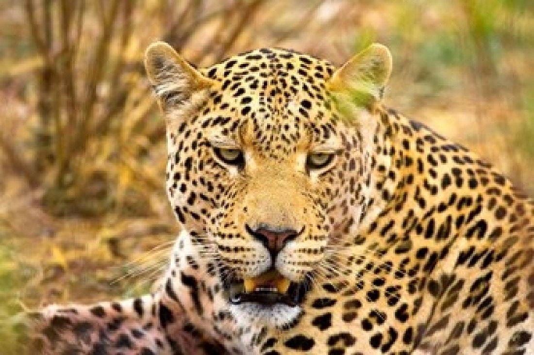 Leopard Profile at Africat Project Namibia Canvas Art - Joe Restuccia III DanitaDelimont (19 x 12)