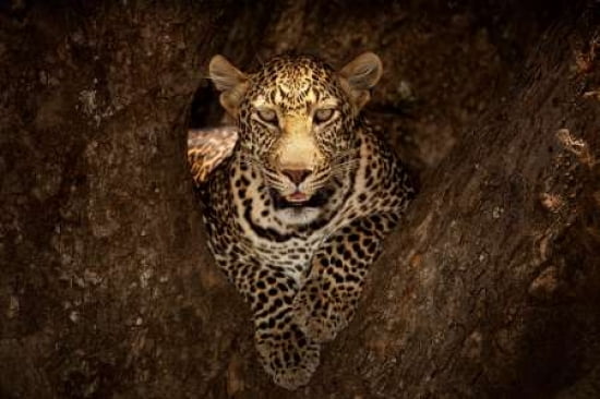 Leopard Resting On A Tree At Masai Mara Canvas Art - Ozkan Ozmen Photography (12 x 18)