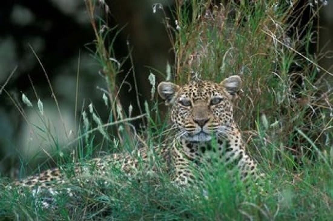 Leopard Resting along Telek River Masai Mara Game Reserve Kenya Canvas Art - Paul Souders DanitaDelimont (18 x 12)