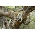 thumbnail image 1 of Leopard Resting in Tree, Animals Unframed Photographic Print Wall Art Sold by Art.Com, 1 of 4