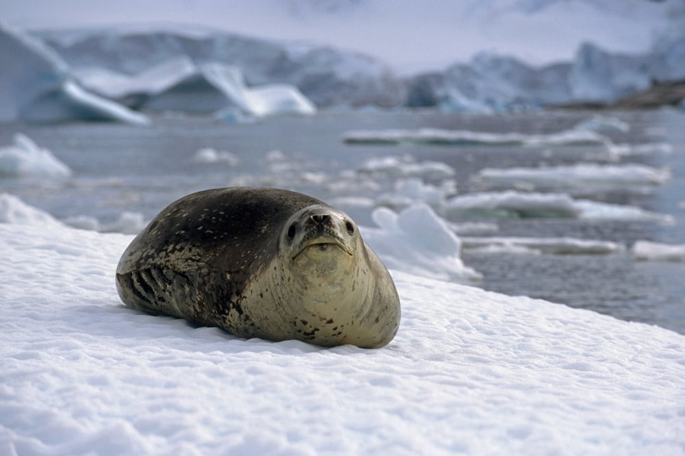Leopard Seal Laying On Ice Pack Antarctica Summer Canvas Art - Tom Soucek Design Pics (17 x 11)