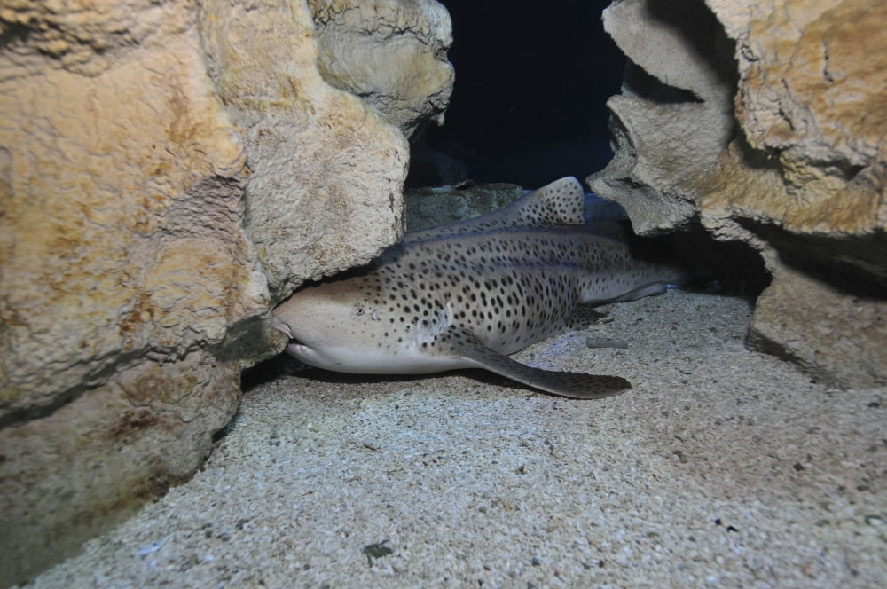 Leopard Shark Blue Zoo Aquarium Beijing China Canvas Art - Mathieu MeurStocktrek Images (18 x 12)