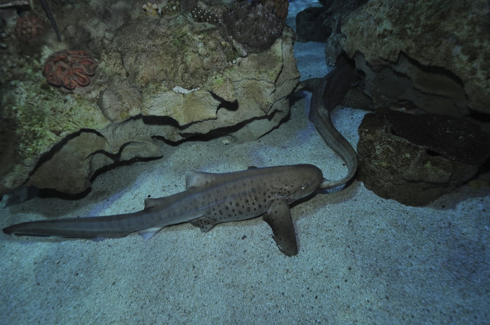 Leopard Shark Courting Blue Zoo Aquarium Beijing China Canvas Art - Mathieu MeurStocktrek Images (35 x 23)