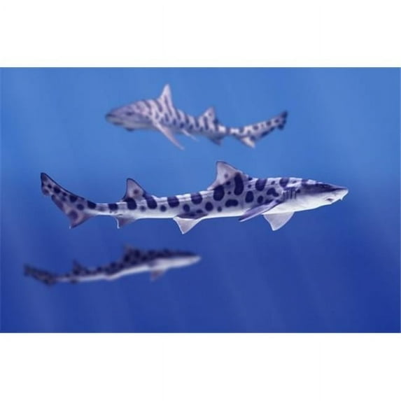 Leopard Sharks Poster Print