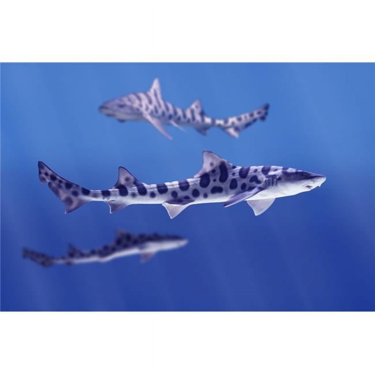 Leopard Sharks Poster Print - Walmart.com