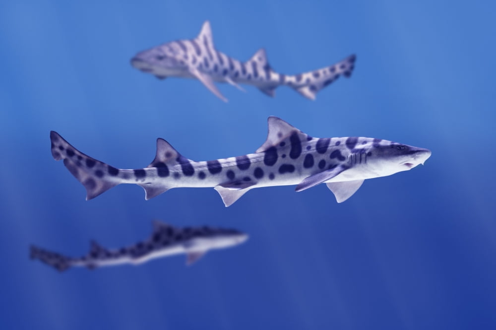 Leopard Sharks (Triakis Semifasciata) Canvas Art - Don Hammond Design Pics (17 x 11)