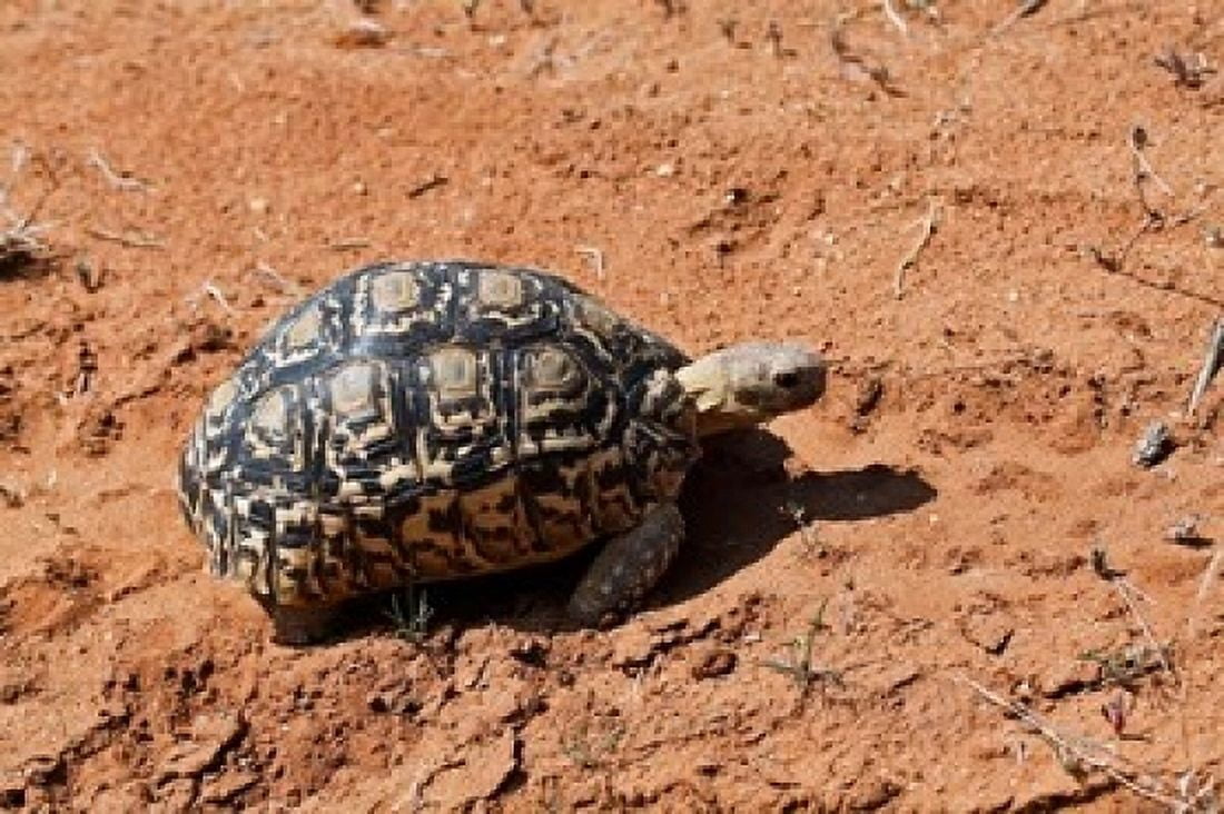 Leopard Tortoise Samburu National Game Reserve Kenya Canvas Art - Adam Jones DanitaDelimont (24 x 15)