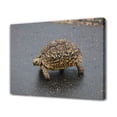 thumbnail image 1 of Leopard Tortoise Turtle South Africa Canvas Poster Bedroom Decor Sports Landscape Office Room Decor Gift,Frame-style,20x30inch(50x75cm), 1 of 8