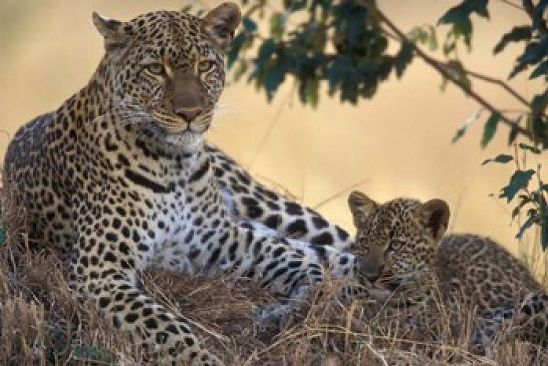 Leopard and Cub Resting Masai Mara Game Reserve Kenya Canvas Art - Paul Souders DanitaDelimont (36 x 24)
