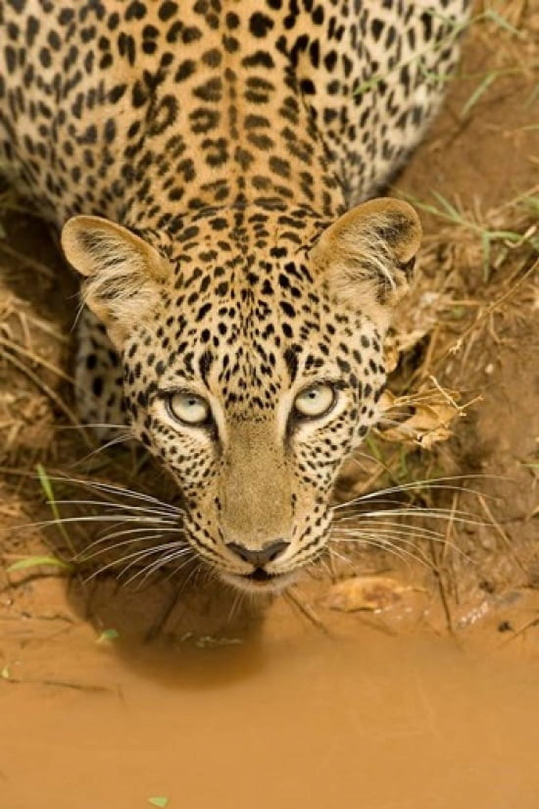 Leopard at waterhole in Masai Mara GR Kenya Canvas Art - Joe & Mary Ann McDonald DanitaDelimont (11 x 17)