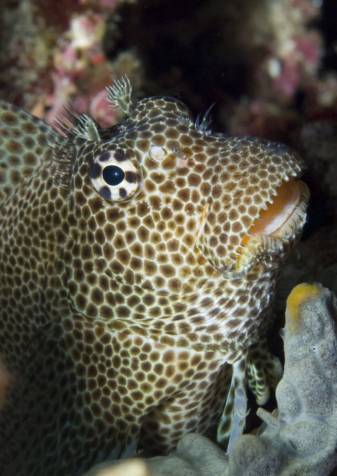 Leopard blenny perched on coral Papua New Guinea Canvas Art - Steve JonesStocktrek Images (12 x 17)