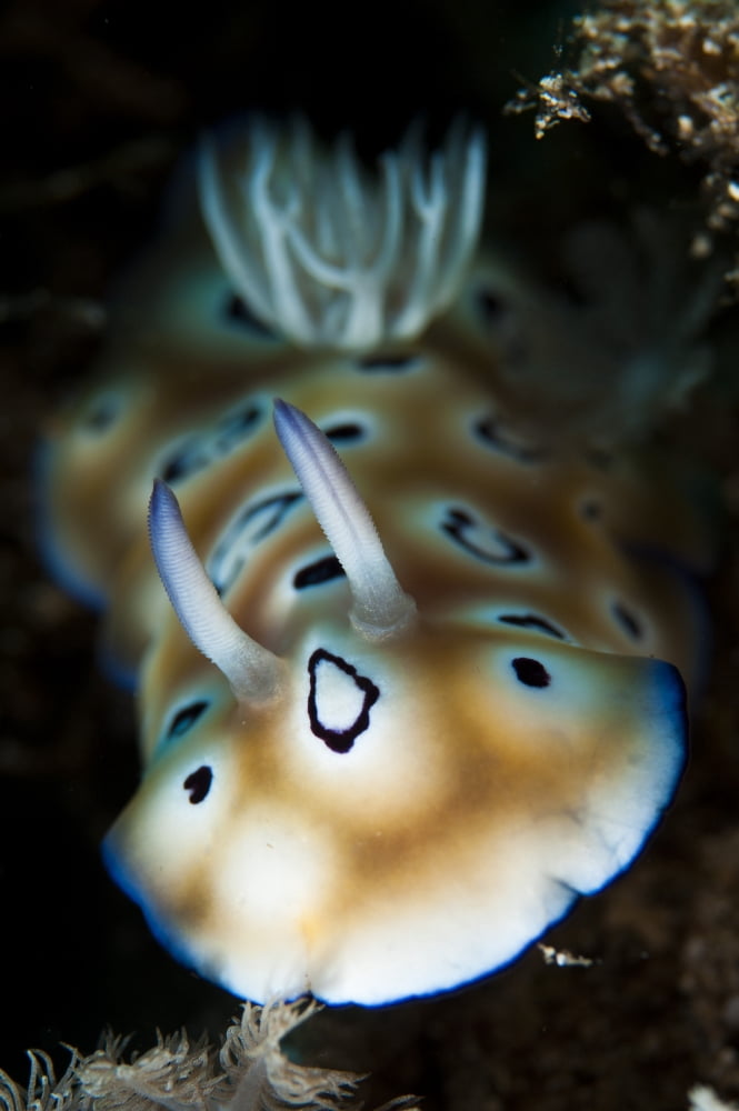 Leopard chromodoris nudibranch Canvas Art - Steve JonesStocktrek Images (23 x 35)