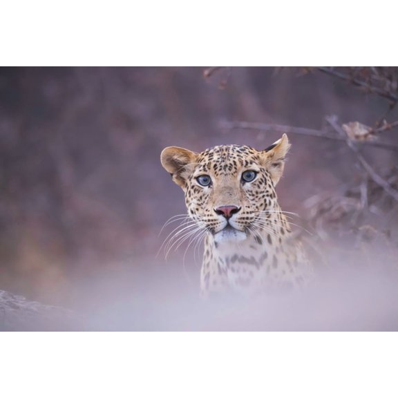 Leopard (Panthera pardus) looking at the camera; Rajasthan, India by Robert Postma / Design Pics (38 x 24)