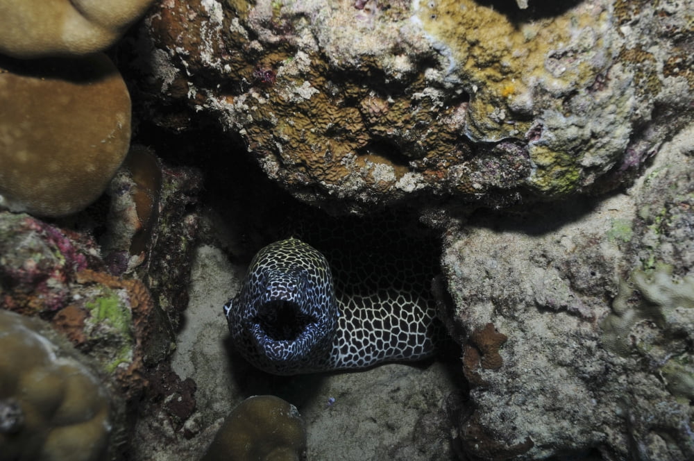 Leopard moray eel with mouth open in a hole Australia Canvas Art - Mathieu MeurStocktrek Images (35 x 23)