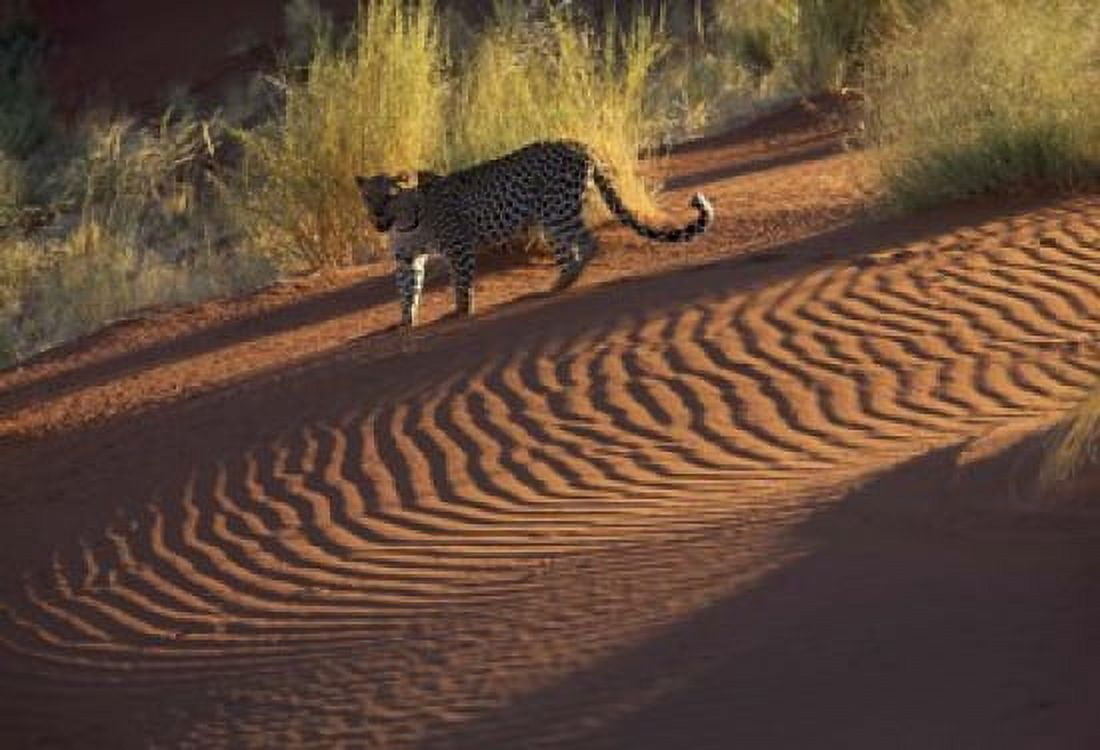 Leopard on sand dunes Namib-Naukluft Park Namibia Canvas Art - Art Wolfe DanitaDelimont (34 x 24)