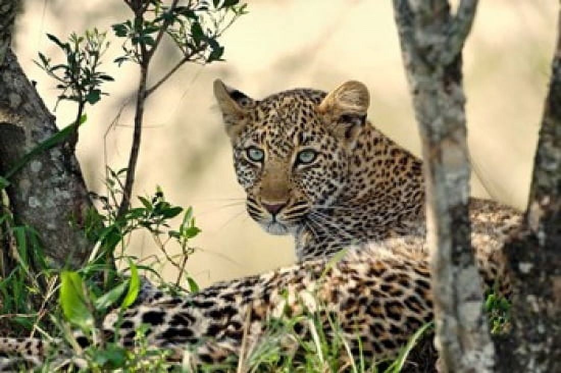 Leopard resting beneath tree Maasai Mara Kenya Canvas Art - Adam Jones DanitaDelimont (35 x 23)