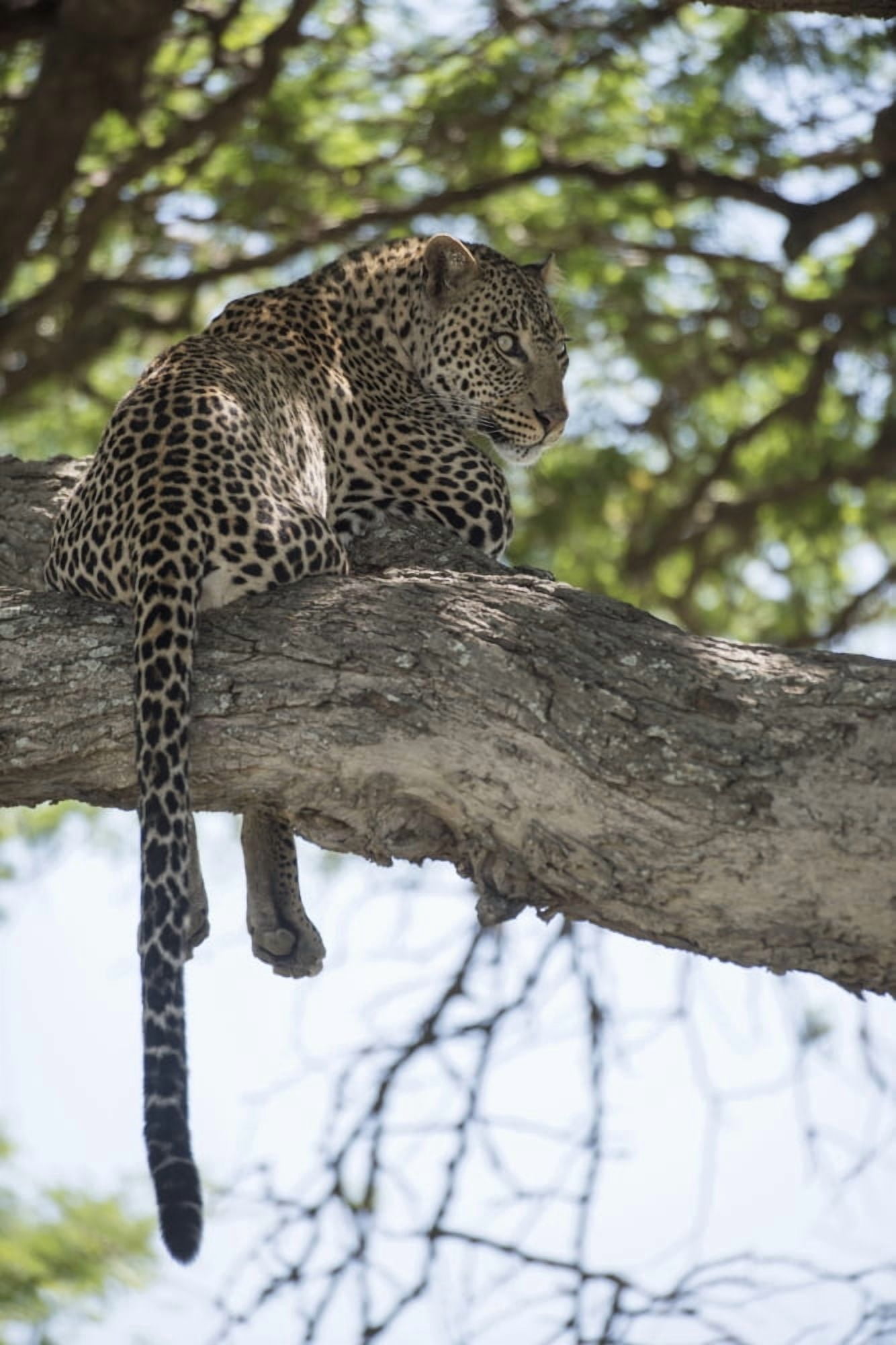 Leopard resting in tree near Ndutu Ngorongoro Crater Conservation Area Tanzania Canvas Art - Kenneth Whitten  Design Pics (24 x 38)