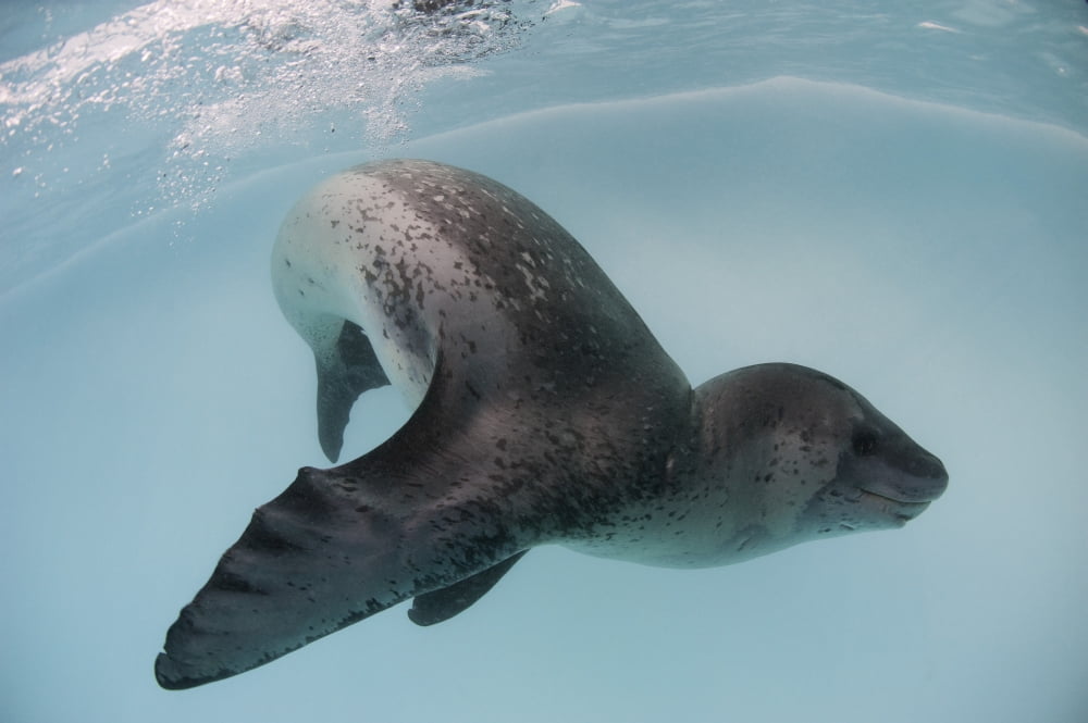 Leopard seal Astrolabe Island Antarctica Canvas Art - Steve JonesStocktrek Images (35 x 23)