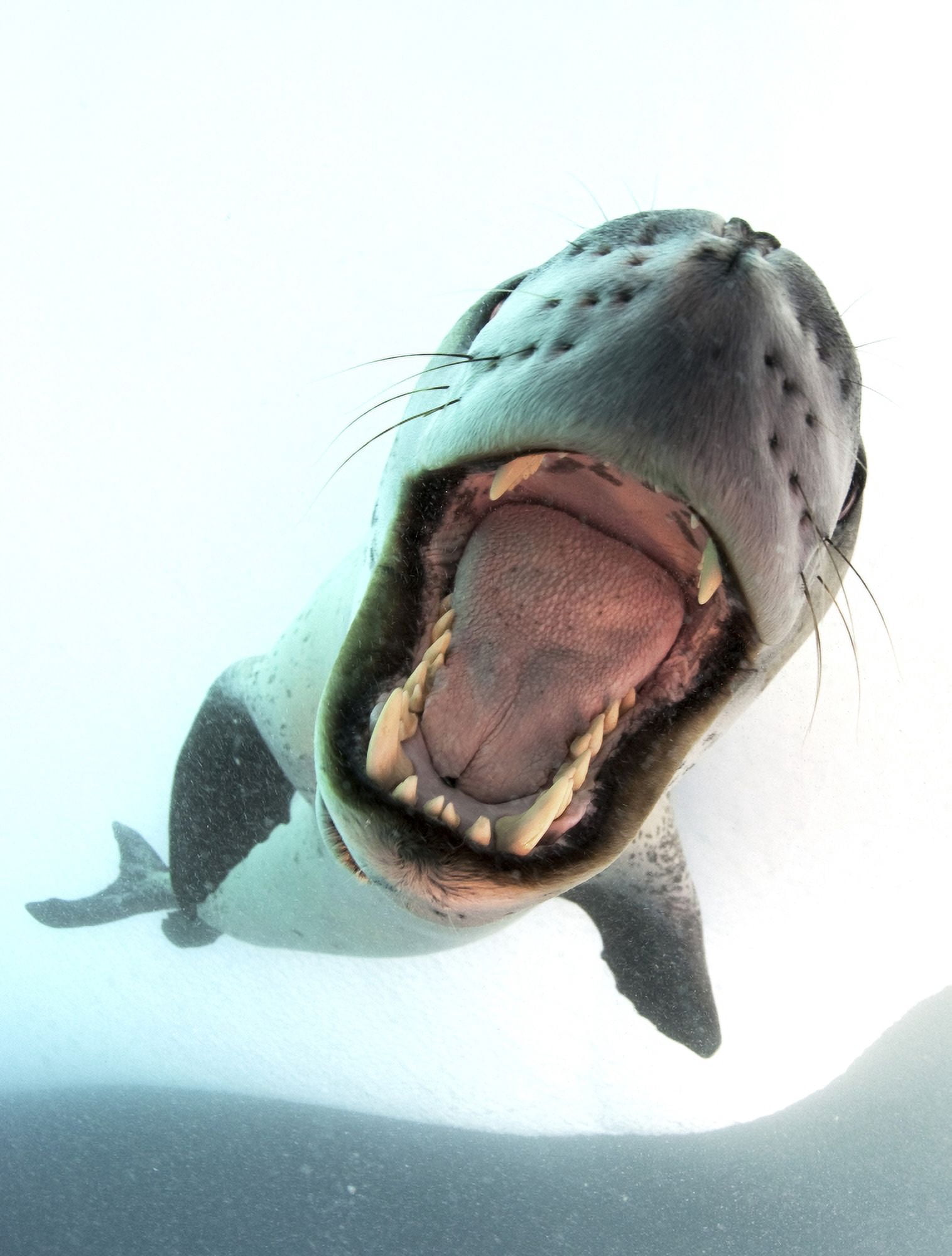 Leopard seal mouthing its own reflection in the camera port Antarctica Canvas Art - Steve JonesStocktrek Images (25 x 33)