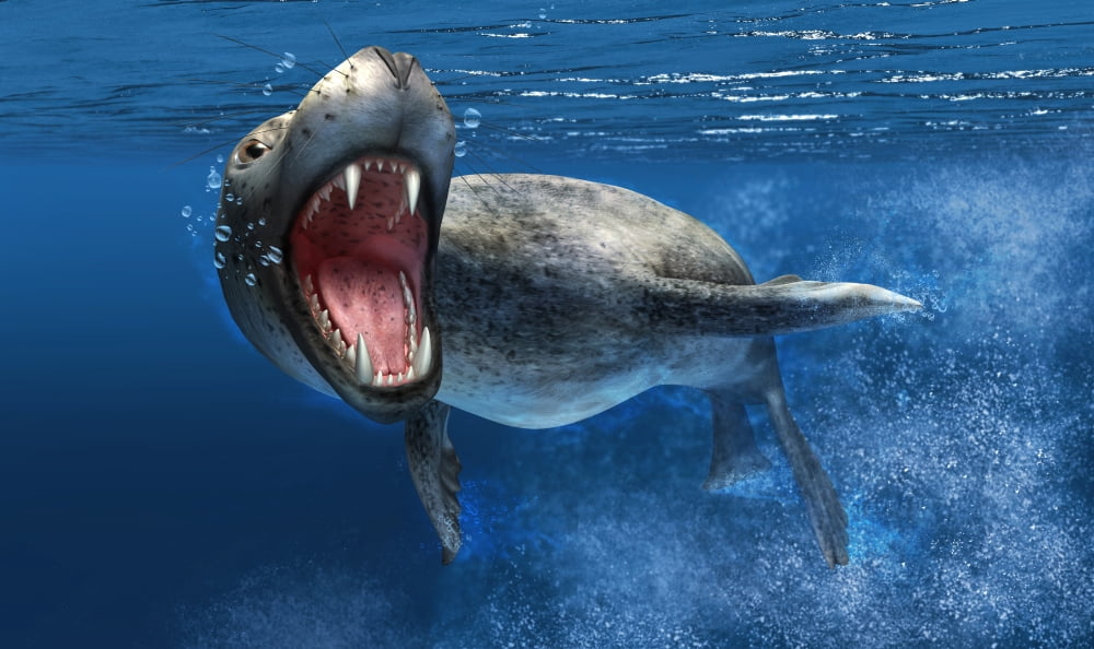 Leopard seal swimming underwater showing its sharp teeth Canvas Art - Leonello CalvettiStocktrek Images (19 x 11)