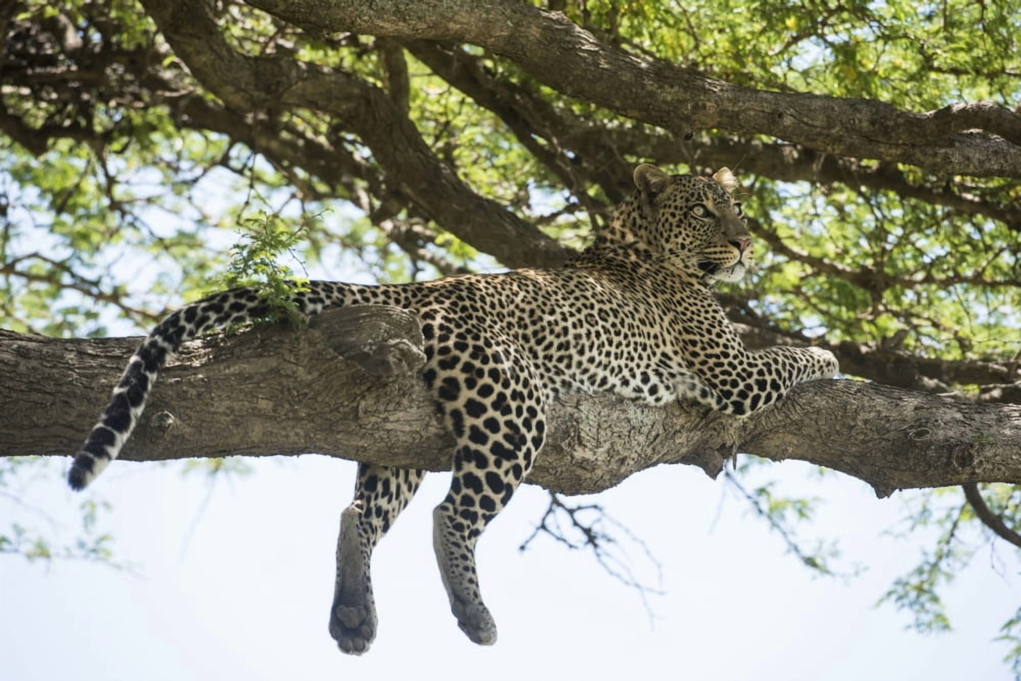 Leopard sprawled on tree limb near Ndutu Ngorongoro Crater Conservation Area Tanzania Canvas Art - Kenneth Whitten Design Pics (38 x 24)