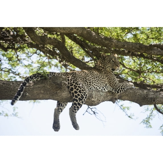 Leopard sprawled on tree limb near Ndutu Ngorongoro Crater Conservation Area; Tanzania Poster Print