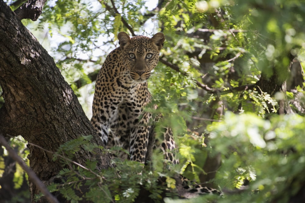 Leopard staring from tree in Lake Manyara National Park Tanzania Canvas Art - Kenneth Whitten Design Pics (19 x 12)