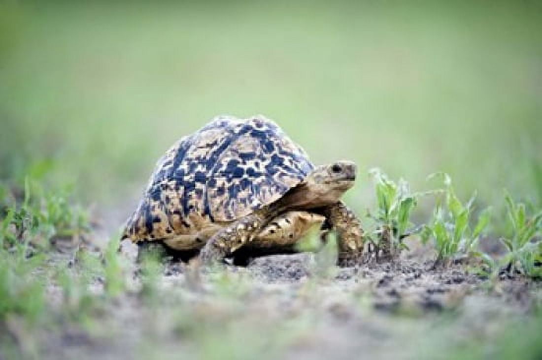 Leopard tortoise (Geochelone pardalis) moving slowly in a field Tarangire National Park Tanzania Canvas Art - Panoramic Images (16 x 11)