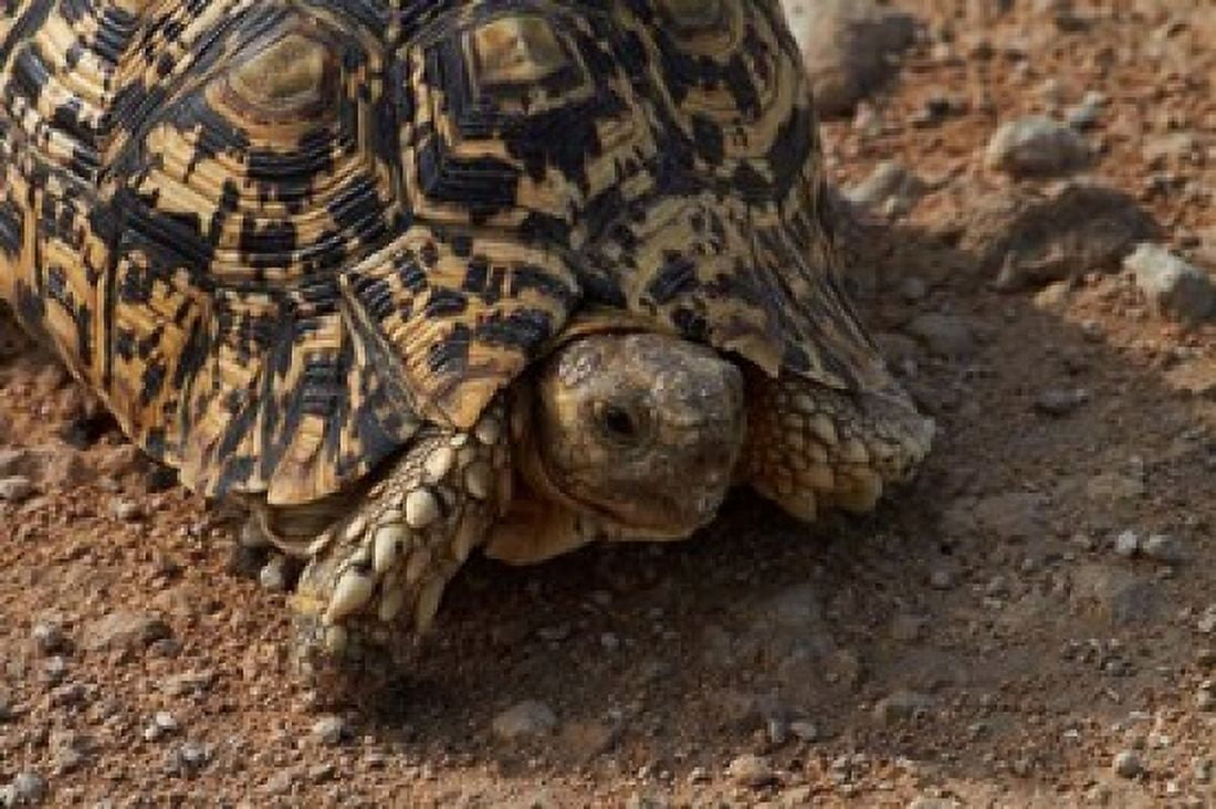 Leopard tortoise Stigmochelys pardalis Etosha NP Namibia Africa Canvas Art - David Wall DanitaDelimont (35 x 24)