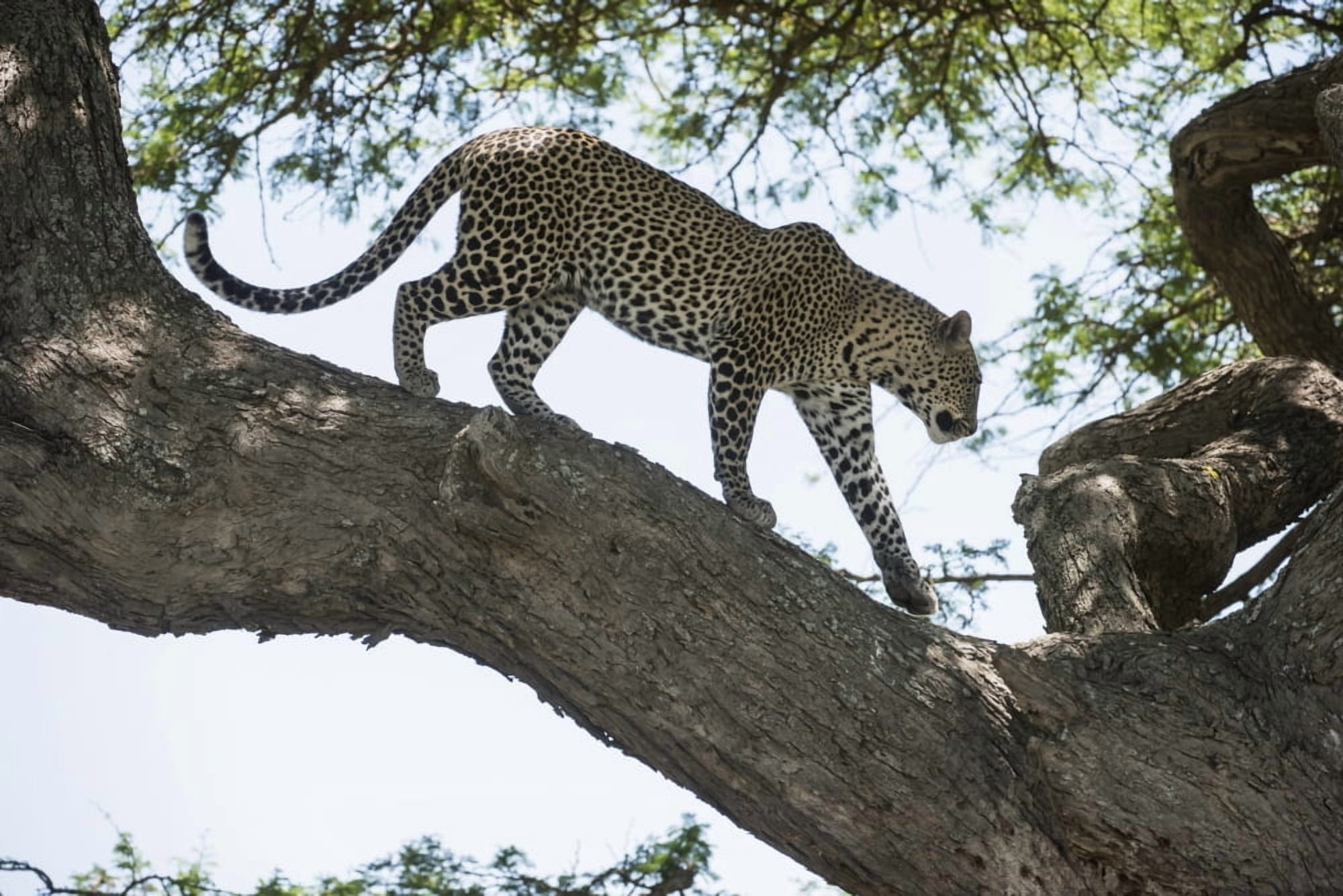 Leopard walking on tree limb near Ndutu Ngorongoro Crater Conservation Area Tanzania Canvas Art - Kenneth Whitten Design Pics (38 x 24)