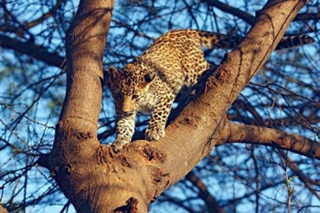 Leopard wildlife Ranthambhor National Park India Canvas Art - Jagdeep Rajput DanitaDelimont (36 x 24)